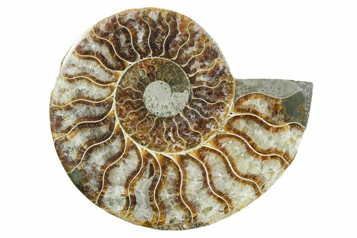 Cut & Polished Ammonite Fossil (Half) - Madagascar #354171